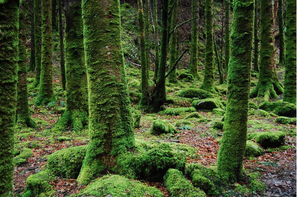 picture of trees covered in moss